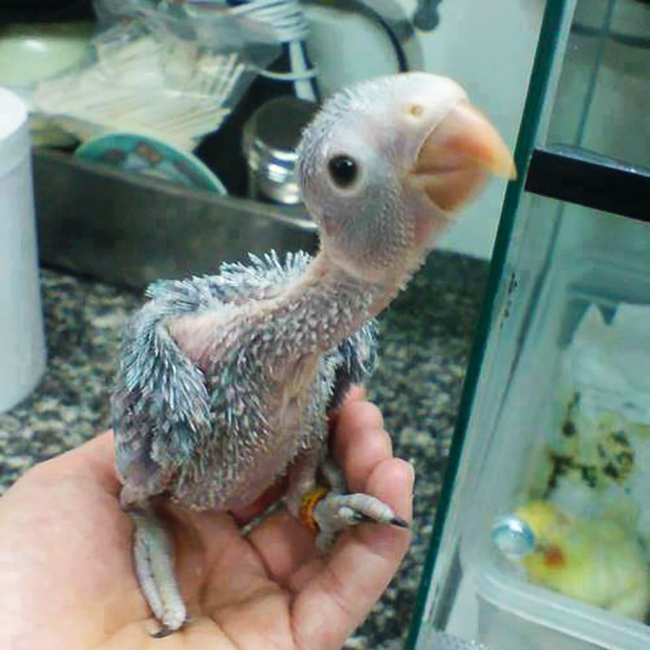 Baby parrot