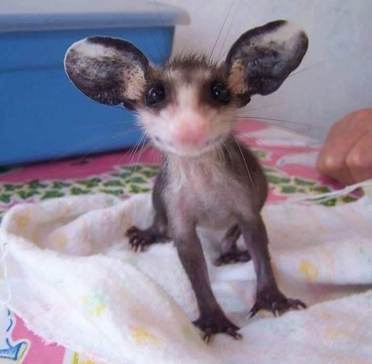 Baby possum