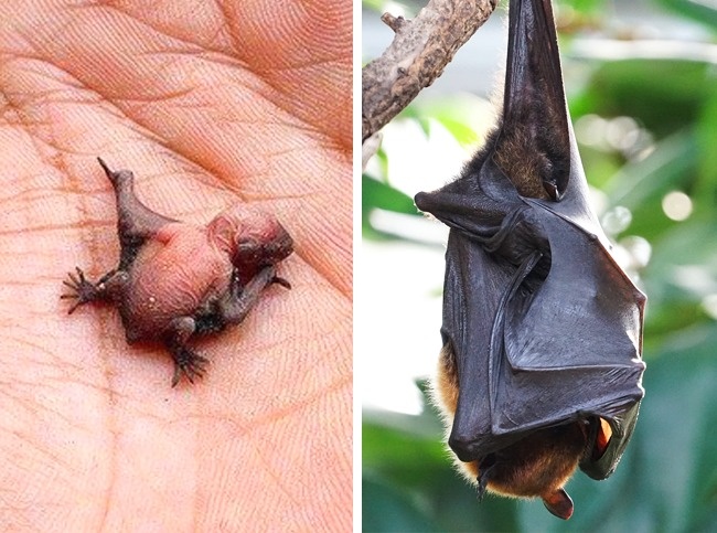 Bat