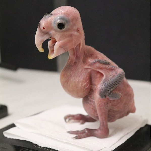 baby Black Cockatoo
