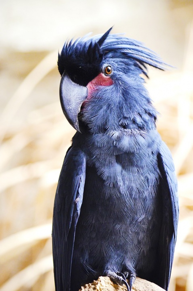 Black Cockatoo