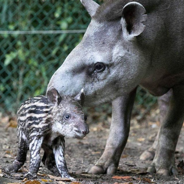 Brazilian Tapir