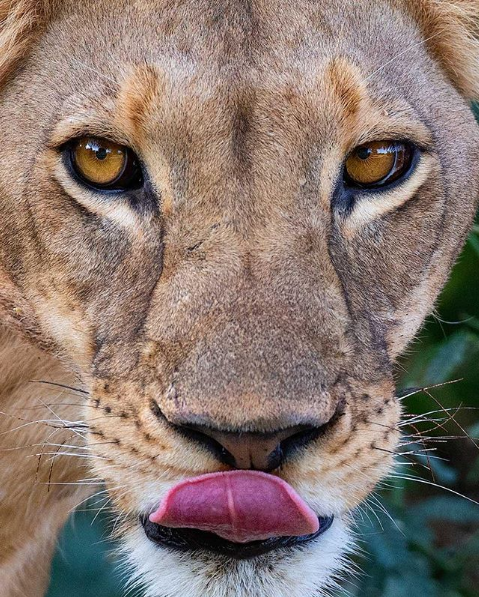 lion eyes