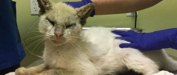 Cotton; the Homeless Cat Opens Its Eyes For The First Time In Months, Stuns Everyone With Their Beauty