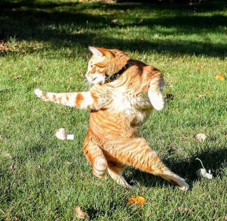 Cats dance
