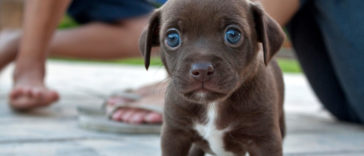 Cute And Adorable Dog Breeds That Will Turn Your Hearts to Mush