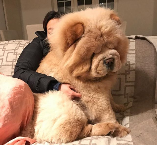Chow Chow dogs