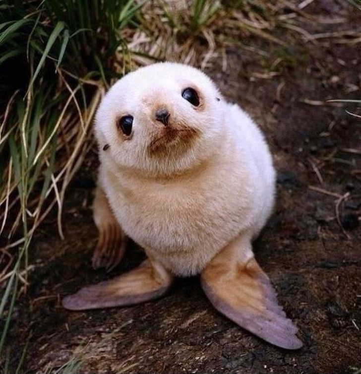 Curious seal