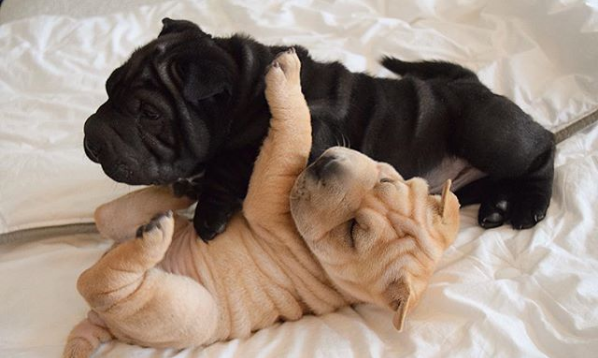 Cuteness overload