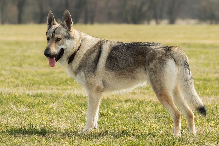 Czechoslovakian Vlcak