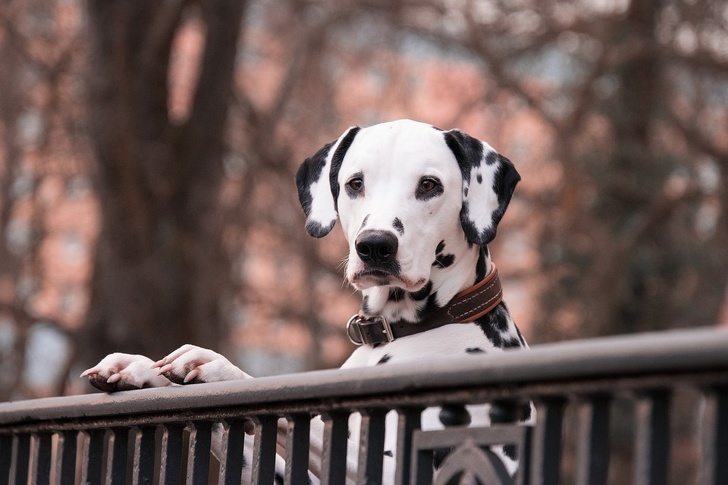 Dalmatian dogs