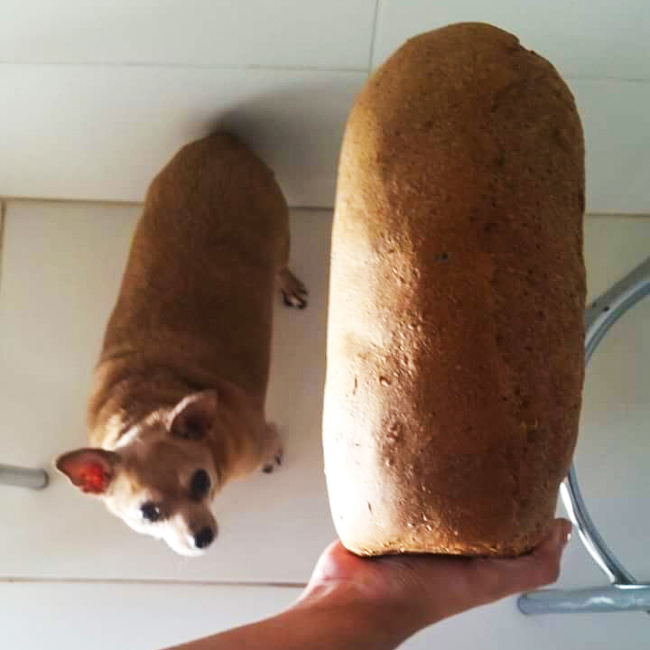 loaf of bread