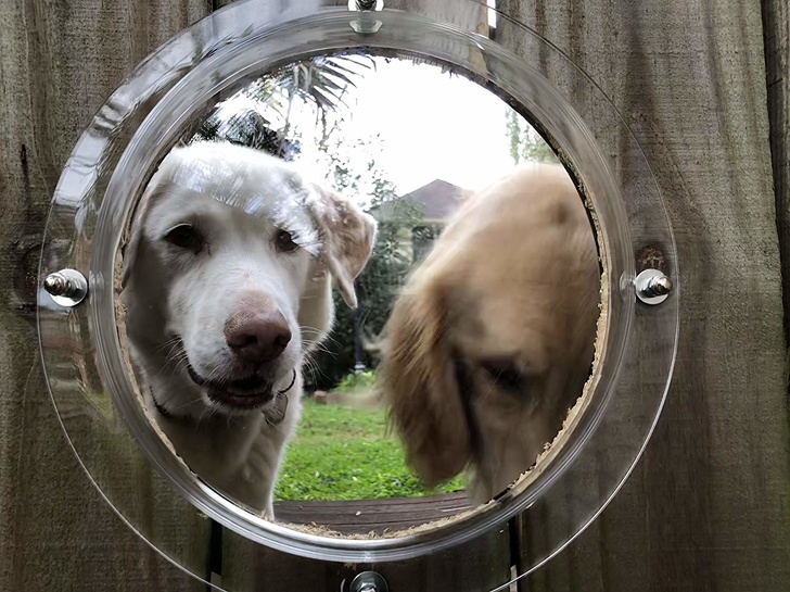 Doggy window