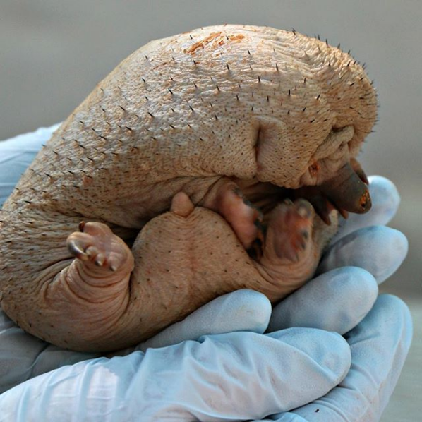 Echidna