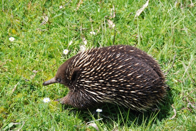 big Echidna
