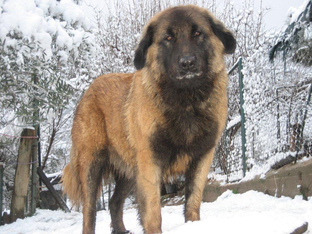 Estrela Mountain Dog