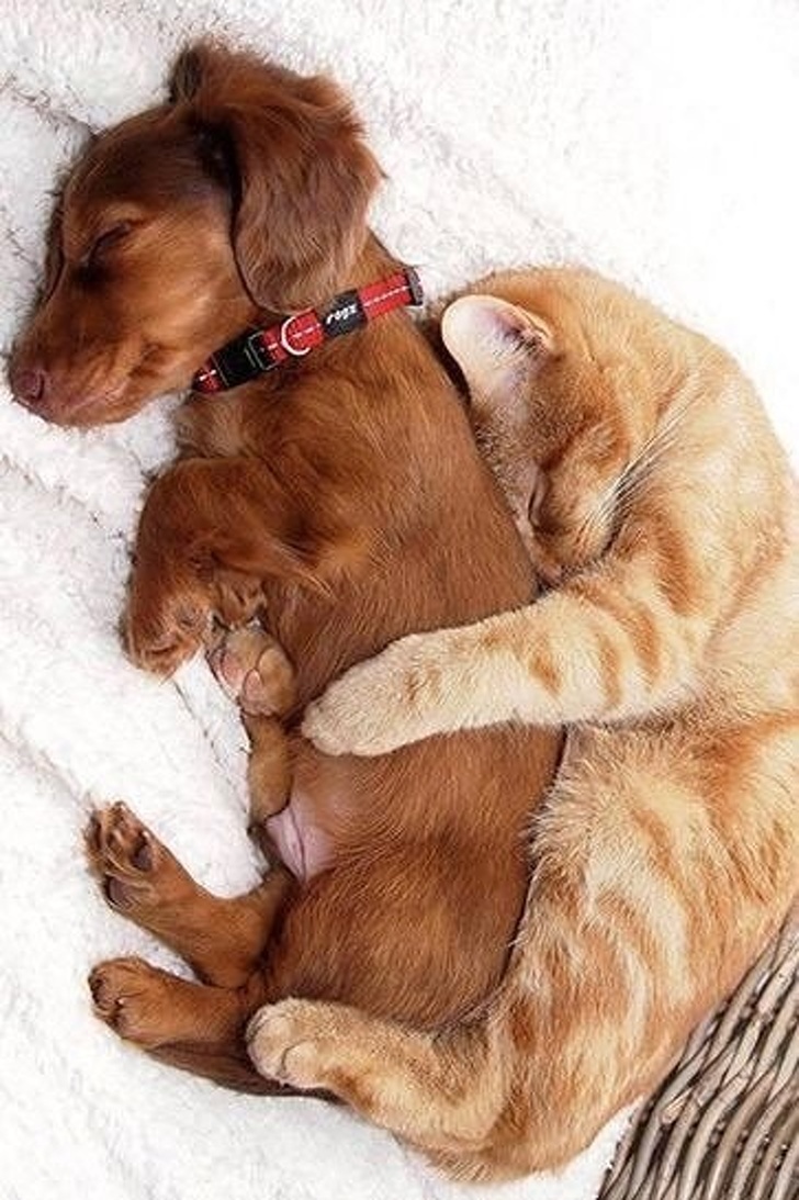 animals