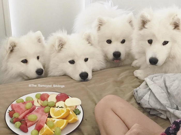 four dogs
