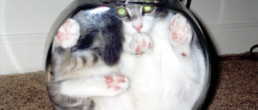 Flexible Cats Who Broke All the Laws of Physics