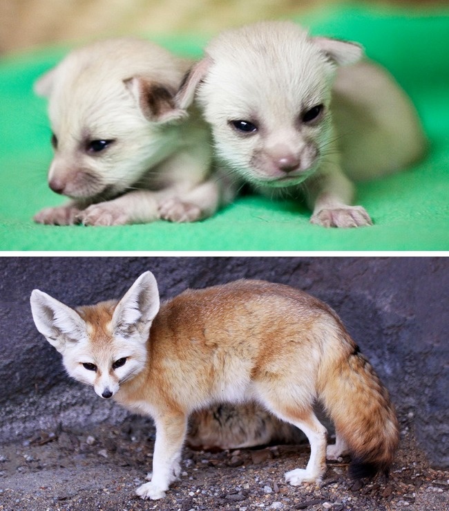 Fennec Fox