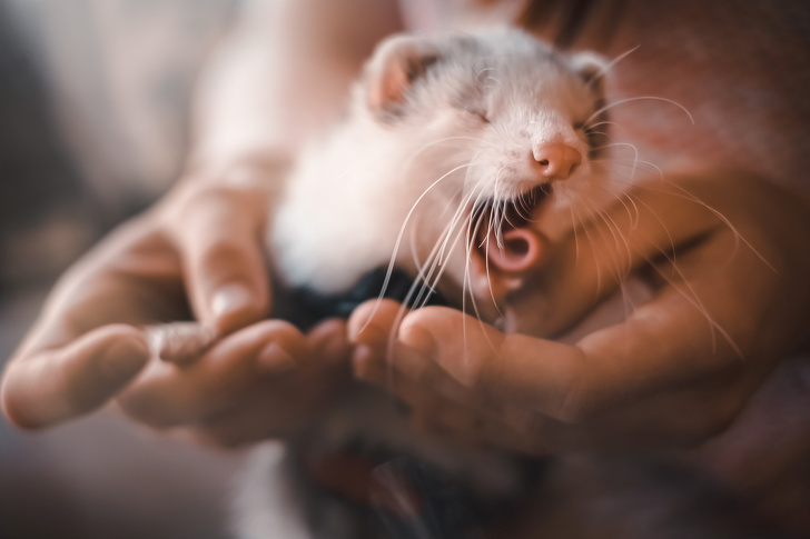 Ferrets