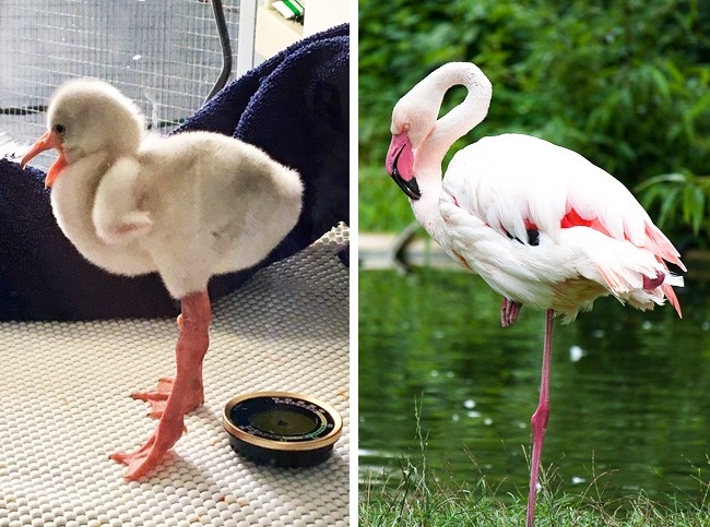 Flamingo