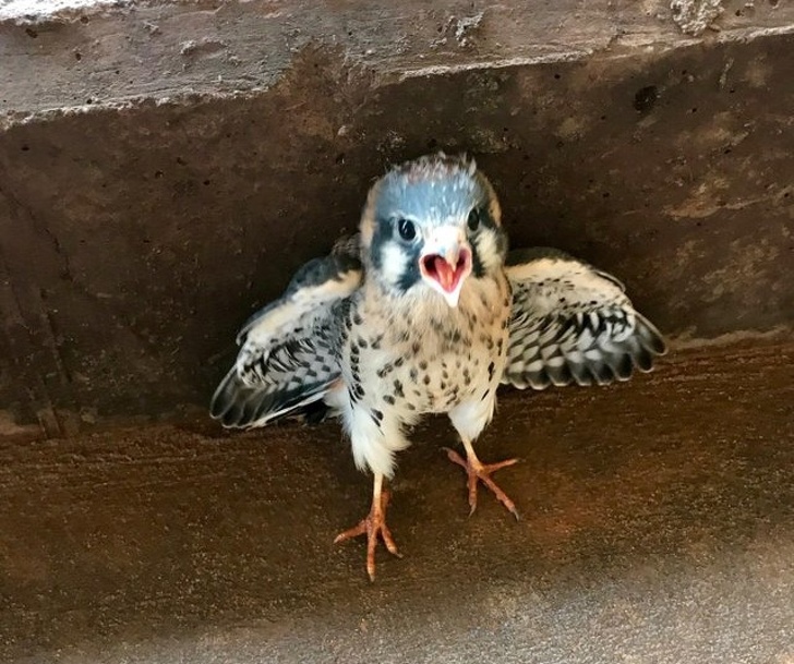 baby hawk