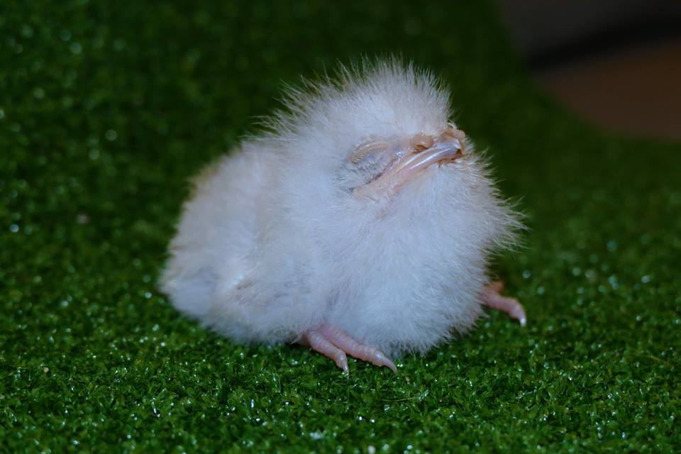 baby Frogmouth