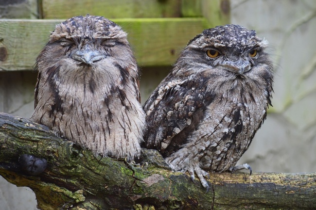 Frogmouth