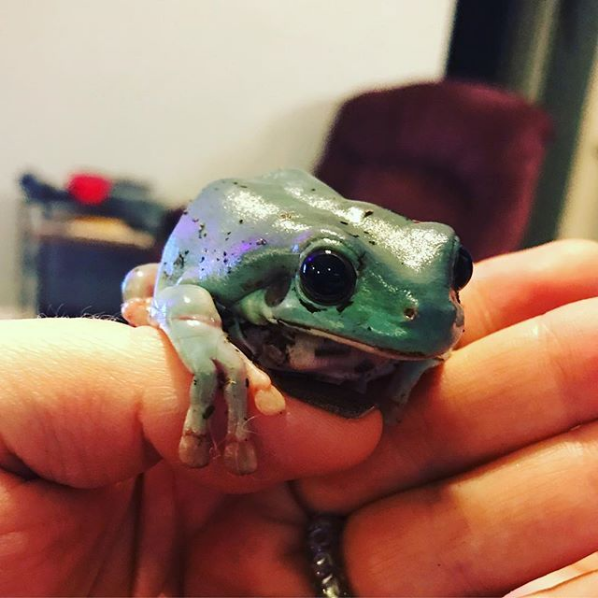 Frogs