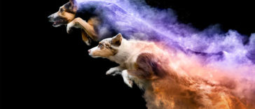 Jess Bell; a Canadian photographer Tossed Powder On Some Dogs, And The Result Turned Out Amazing