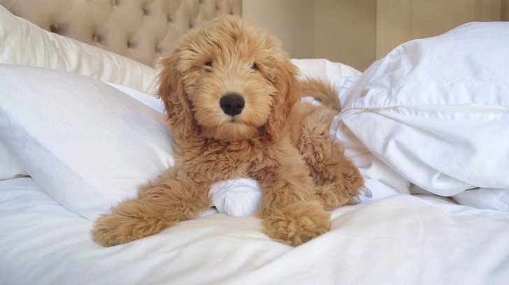 Goldendoodle