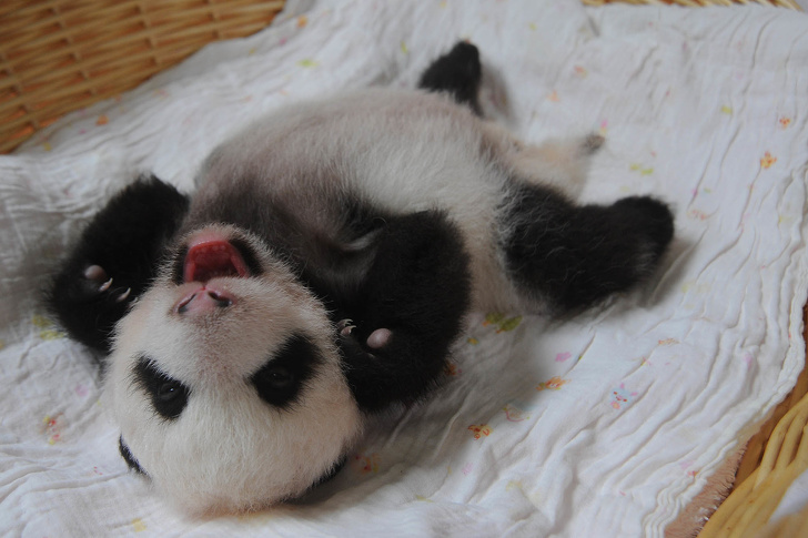 baby panda