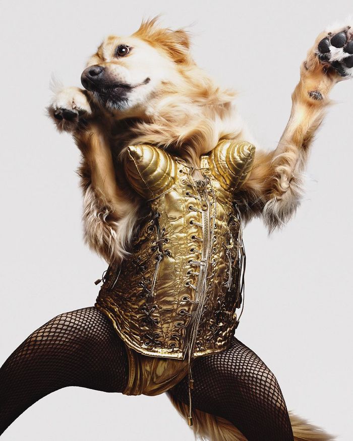 funny Harper’s Bazaar