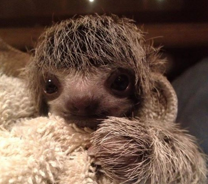 newborn sloth
