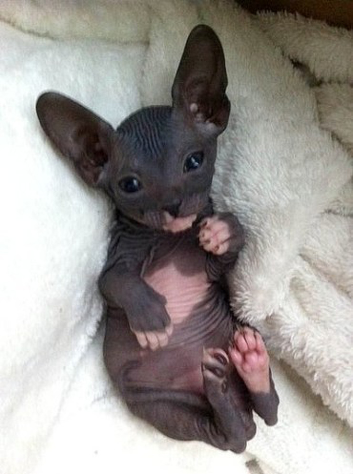 Photos Proving That Hairless Cats Are Actually Amazing