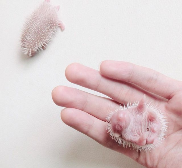 baby Hedgehog