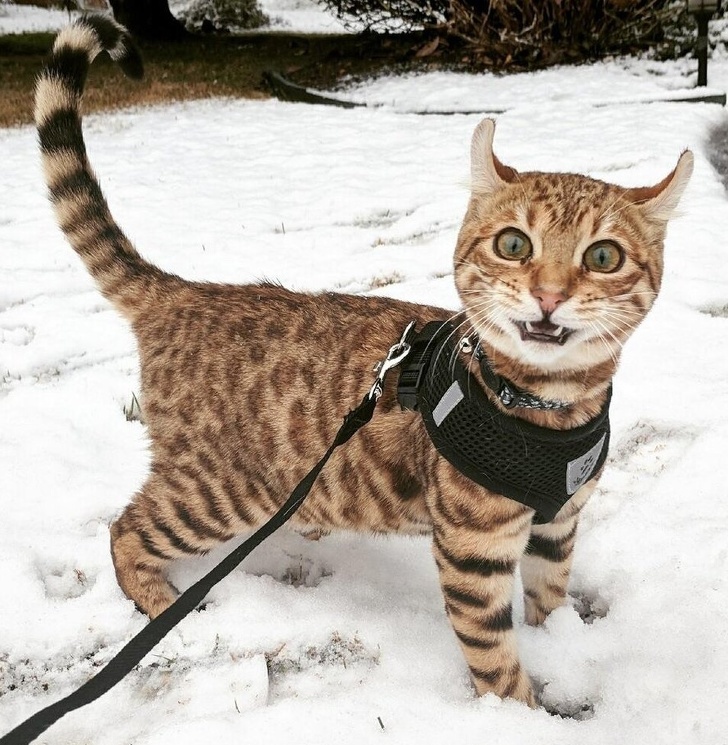 These Photos Prove That Cats and Snow Are Not Meant for Each Other