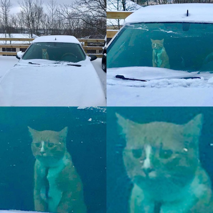 These Photos Prove That Cats and Snow Are Not Meant for Each Other
