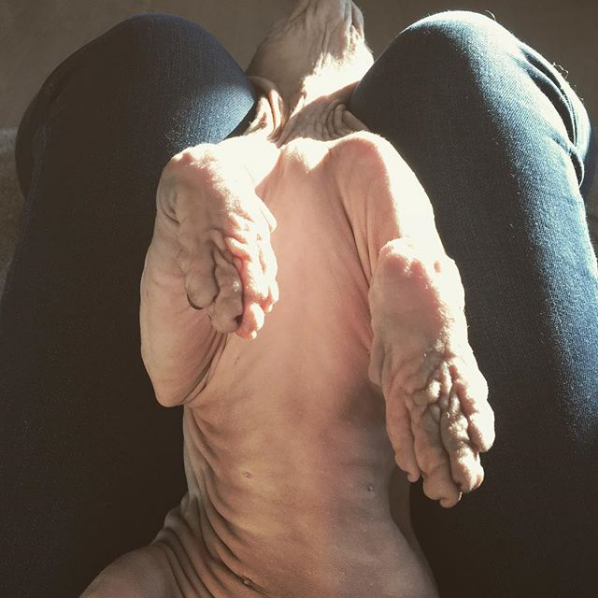Photos Proving That Hairless Cats Are Actually Amazing