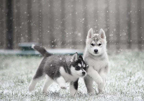 Huskies