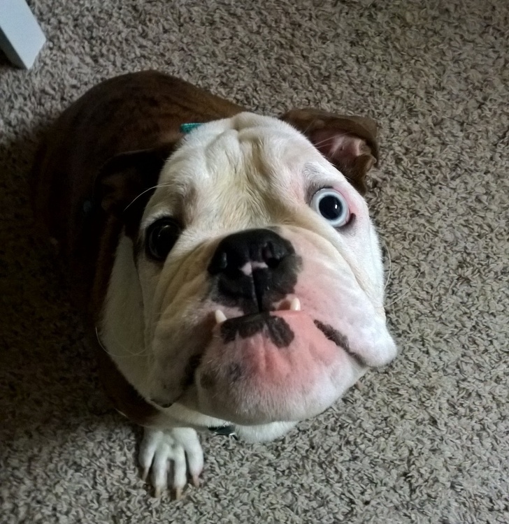 Hilarious and Adorable Photos of Bulldogs That Will Bring Smile to Your ...