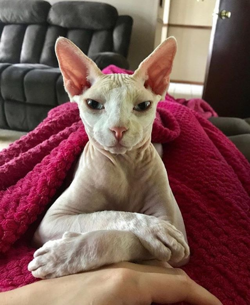 Photos Proving That Hairless Cats Are Actually Amazing - Love Your Pet ...