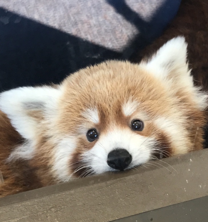panda