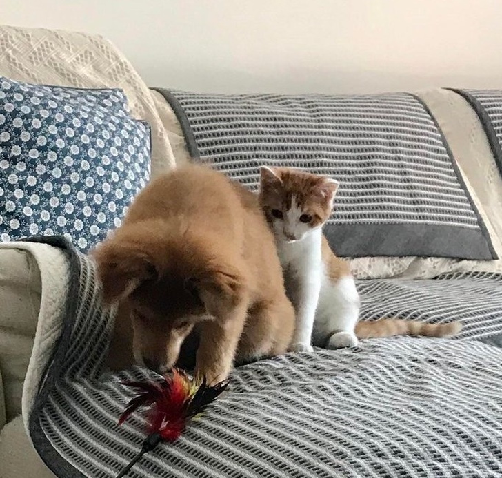 big brother