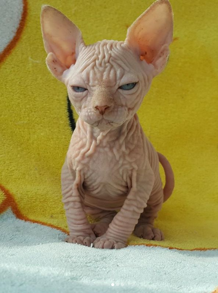 Photos Proving That Hairless Cats Are Actually Amazing