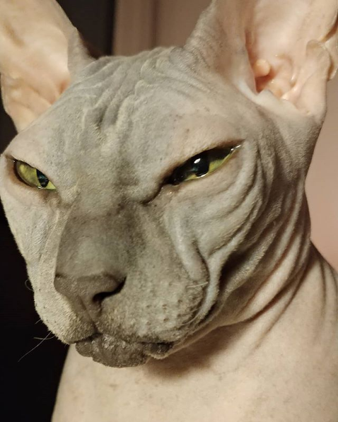Photos Proving That Hairless Cats Are Actually Amazing
