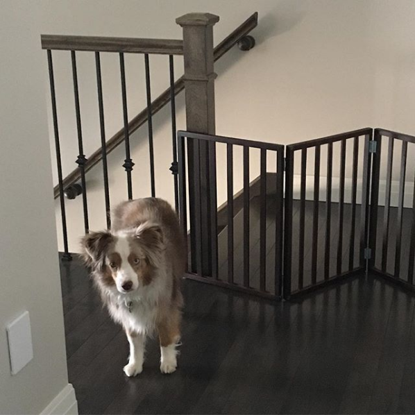 pet gates
