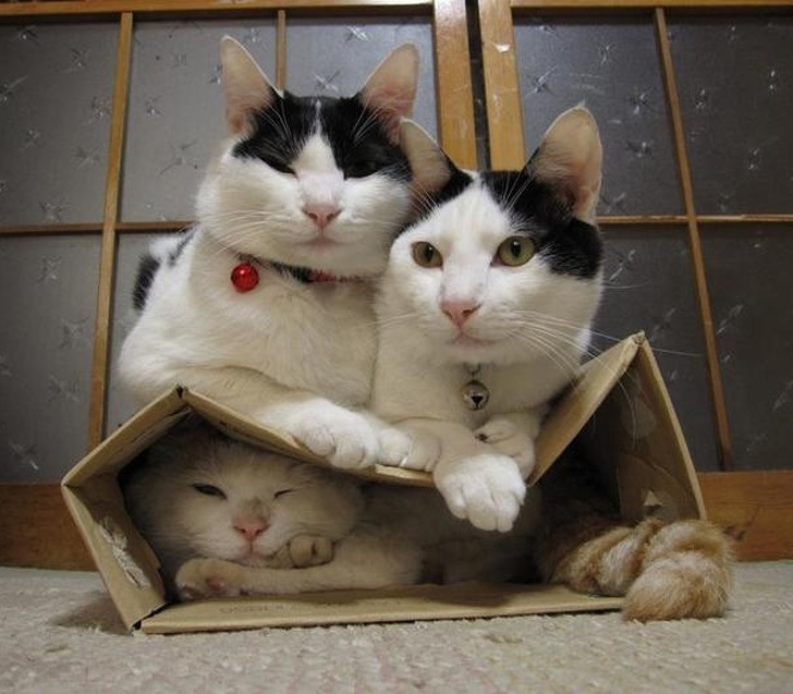 cat
