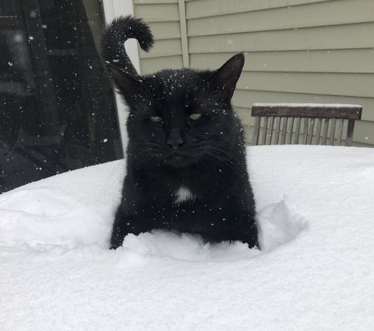 These Photos Prove That Cats and Snow Are Not Meant for Each Other